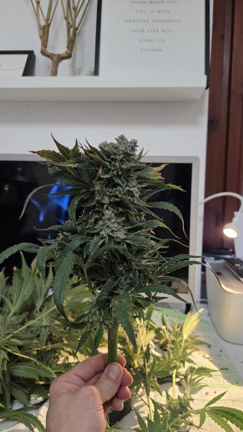 DWC - Frostbanger ❄️💥. Week 13