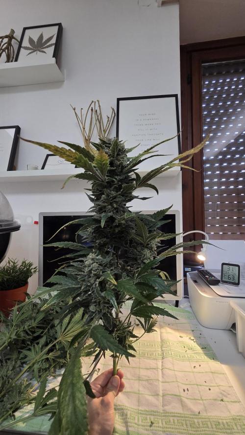 DWC - Frostbanger ❄️💥. Week 13