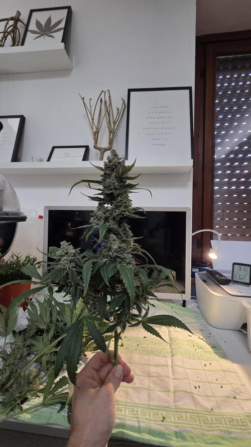 DWC - Frostbanger ❄️💥. Week 13