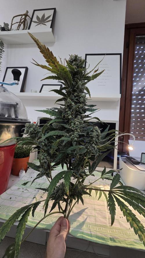 DWC - Frostbanger ❄️💥. Week 13
