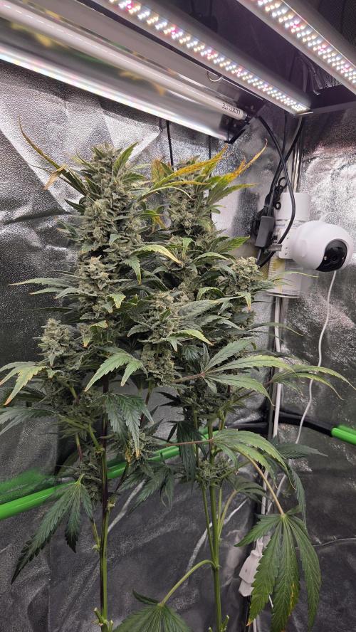 DWC - Frostbanger ❄️💥. Week 13