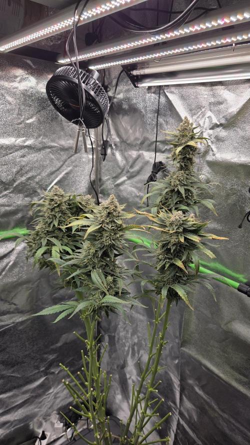 DWC - Frostbanger ❄️💥. Week 13
