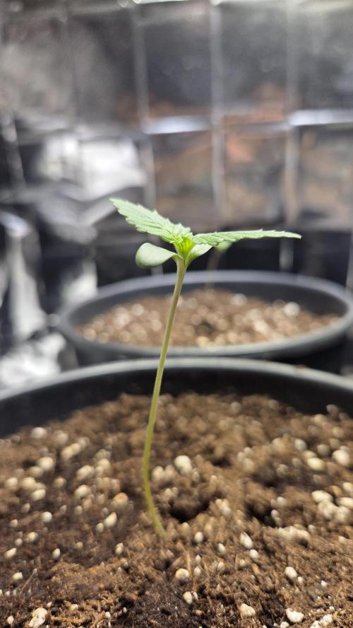 Gelato Auto 🍦. Week 0