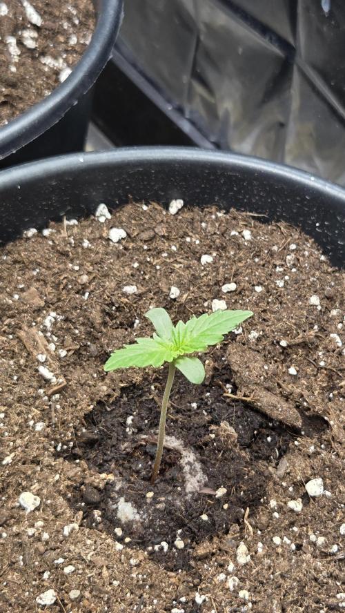 Gelato Auto 🍦. Week 0