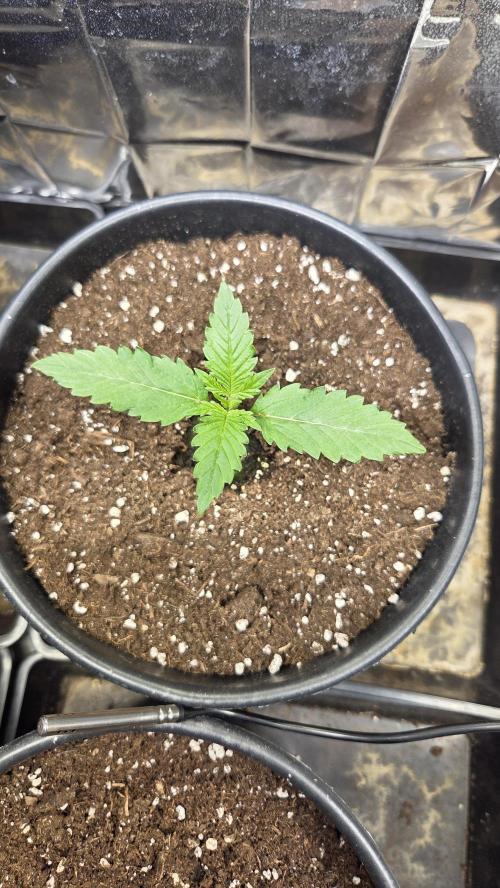 Gelato Auto 🍦. Week 1