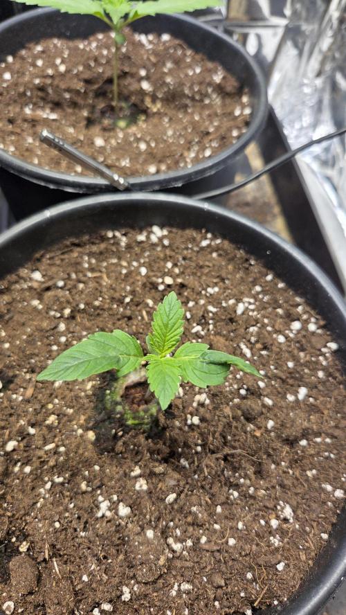 Gelato Auto 🍦. Week 1