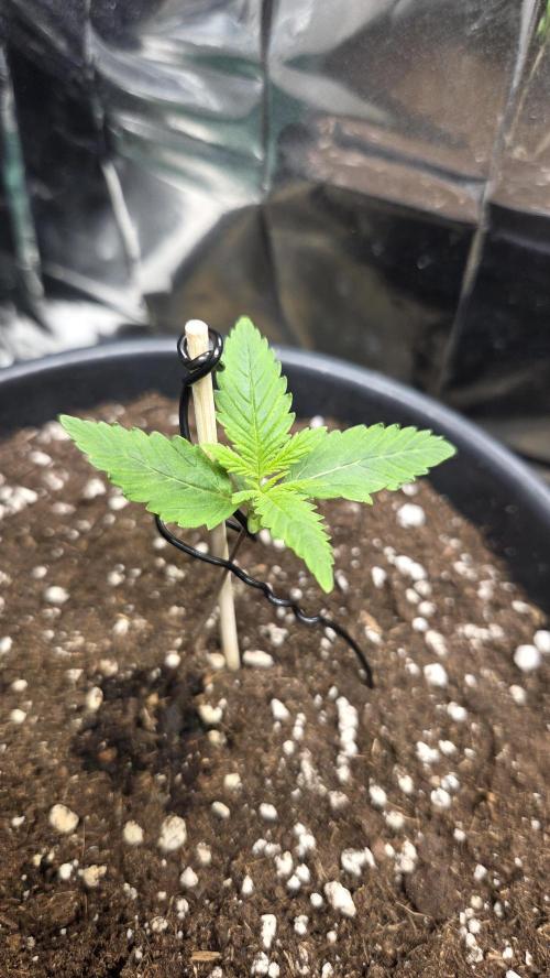 Gelato Auto 🍦. Week 1