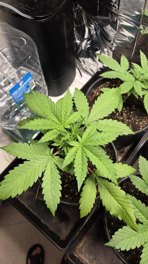 Gelato Auto 🍦. Week 2