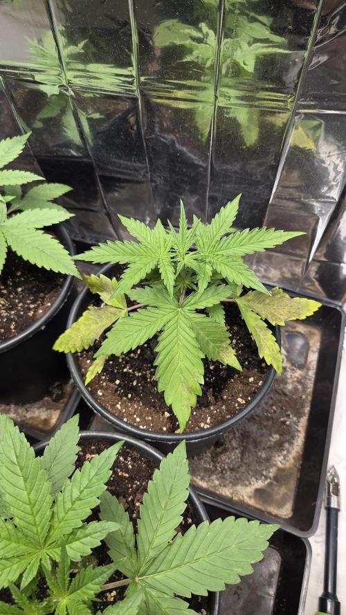 Gelato Auto 🍦. Week 2