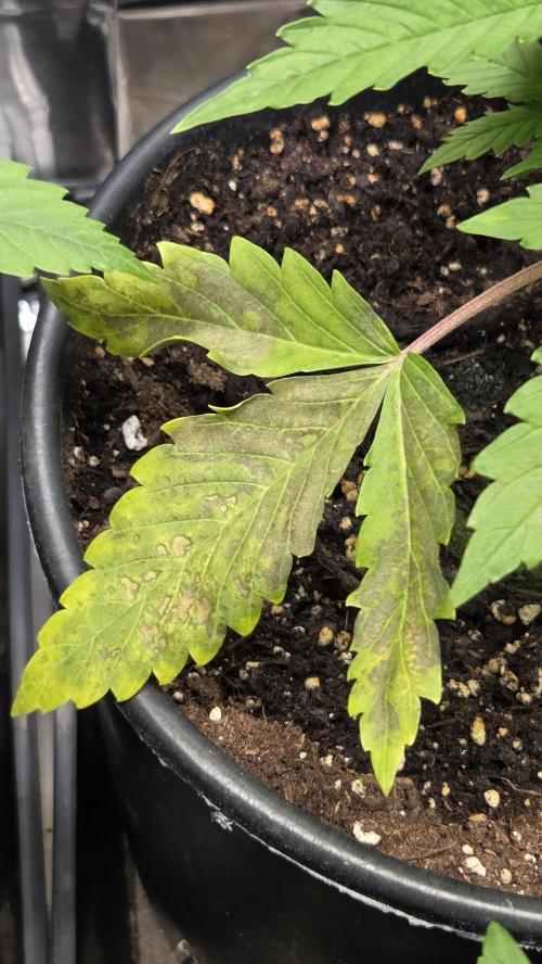 Gelato Auto 🍦. Week 2