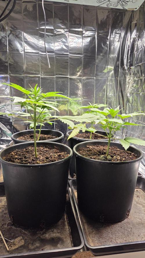 Gelato Auto. Week 2