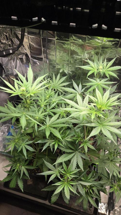Gelato Auto 🍦. Week 4