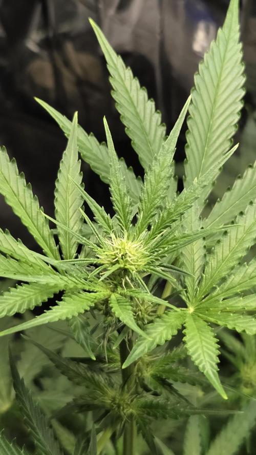 Gelato Auto 🍦. Week 4