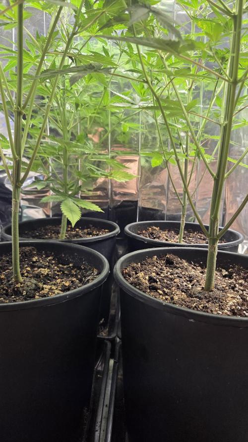 Gelato Auto 🍦. Week 4