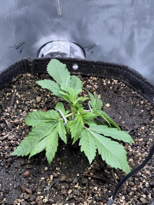 AI Grow Tent System Compact 2x2, Integrated Controls. Week 2