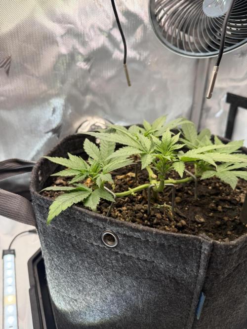 BPP RF3. Week 4