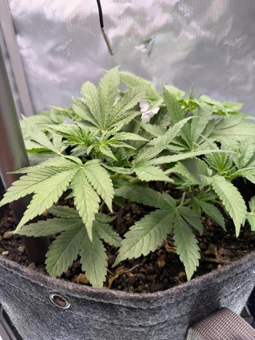 BPP RF3. Week 5
