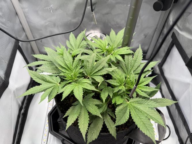 BPP RF3. Week 5