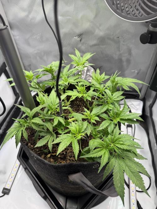 BPP RF3. Week 5