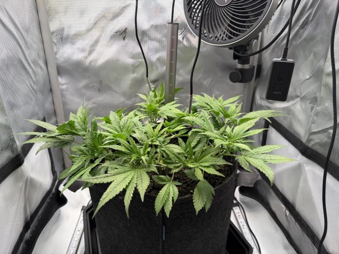 BPP RF3. Week 5