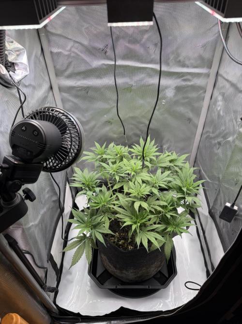BPP RF3. Week 6