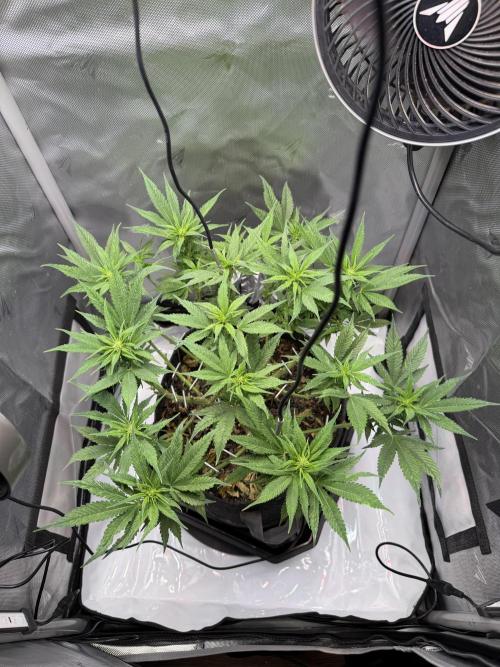 BPP RF3. Week 7