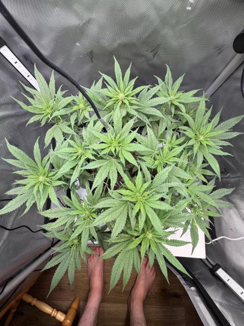 BPP RF3. Week 7