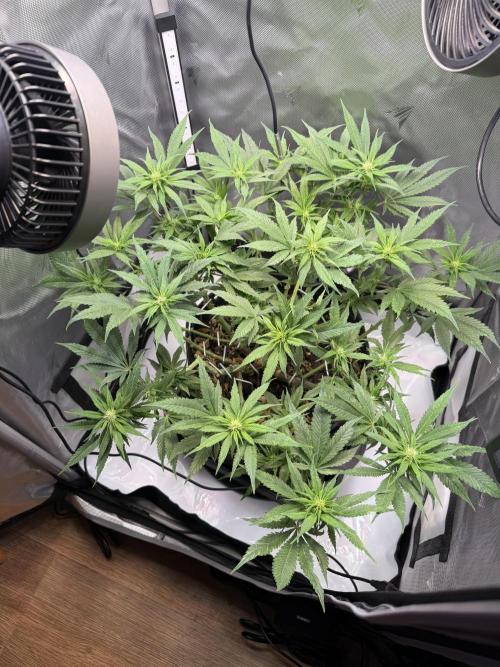 BPP RF3. Week 7