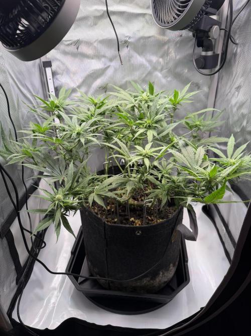 BPP RF3. Week 7