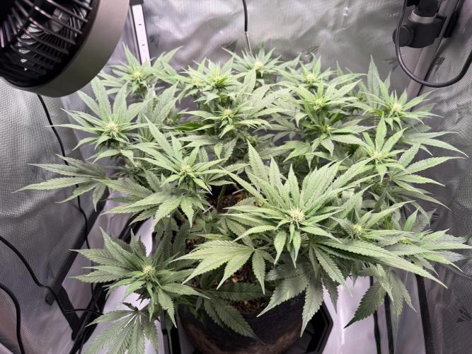 BPP RF3. Week 7