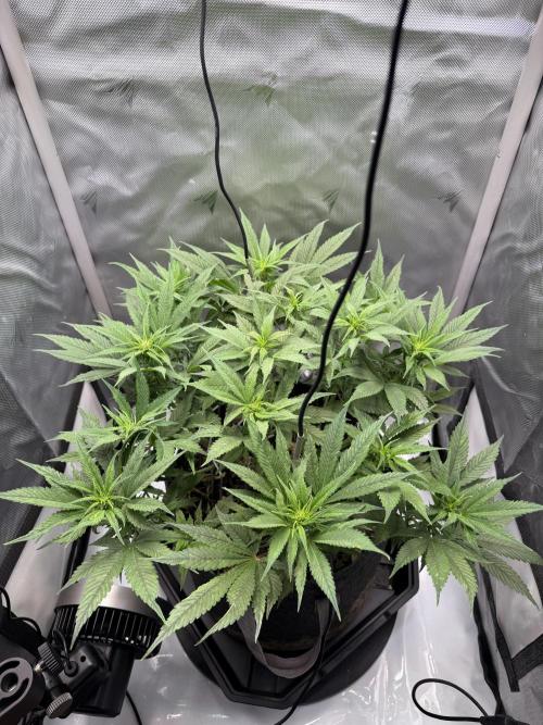 BPP RF3. Week 7