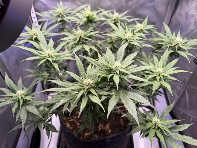 BPP RF3. Week 8