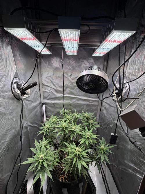 BPP RF3. Week 8
