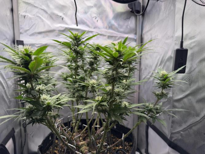 BPP RF3. Week 8