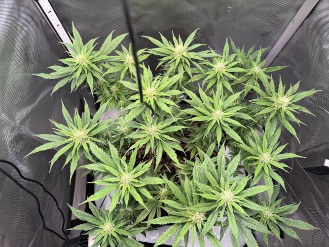 BPP RF3. Week 8