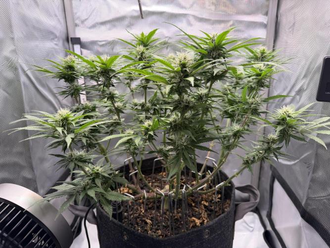 BPP RF3. Week 8