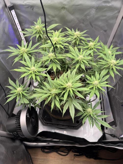 BPP RF3. Week 8