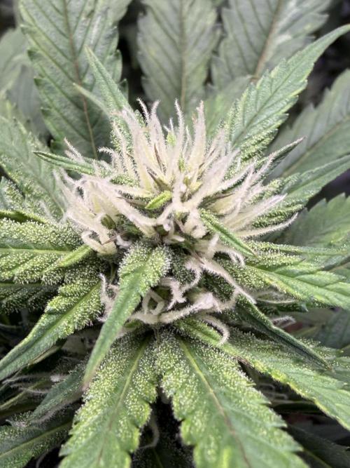 BPP RF3. Week 8