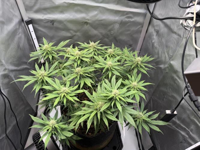 BPP RF3. Week 9