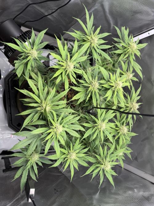 BPP RF3. Week 9