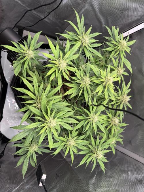 BPP RF3. Week 9