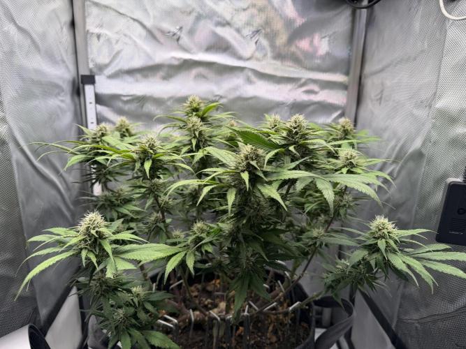 BPP RF3. Week 9