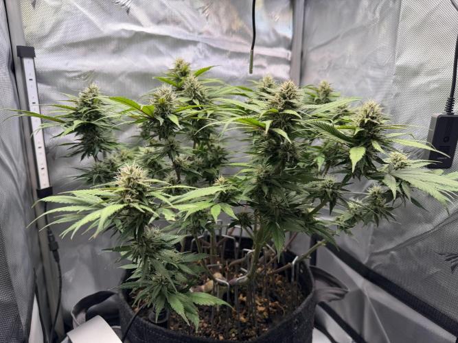 BPP RF3. Week 10