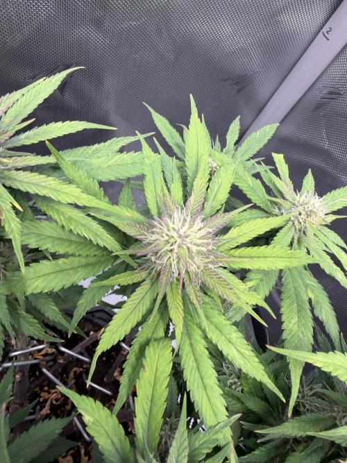 BPP RF3. Week 10