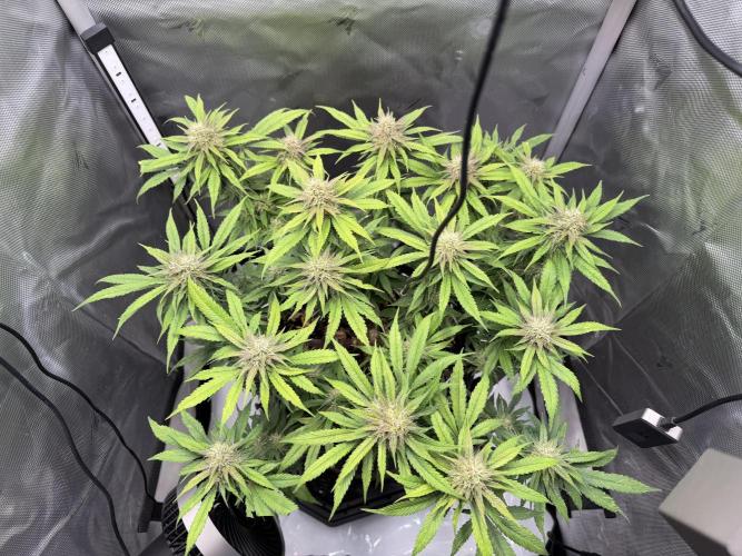 BPP RF3. Week 10