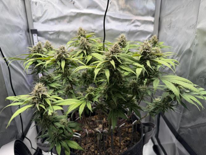 BPP RF3. Week 10
