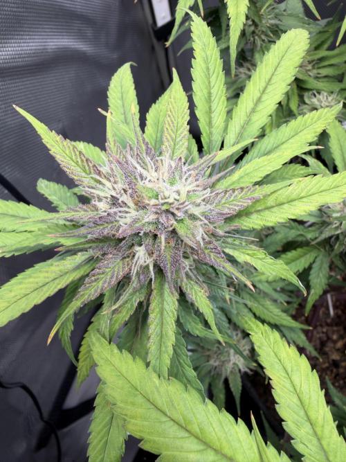 BPP RF3. Week 10