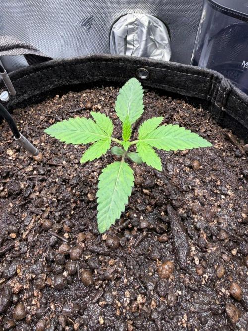 P.P.D.. Week 2