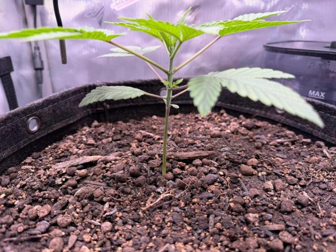 P.P.D.. Week 3
