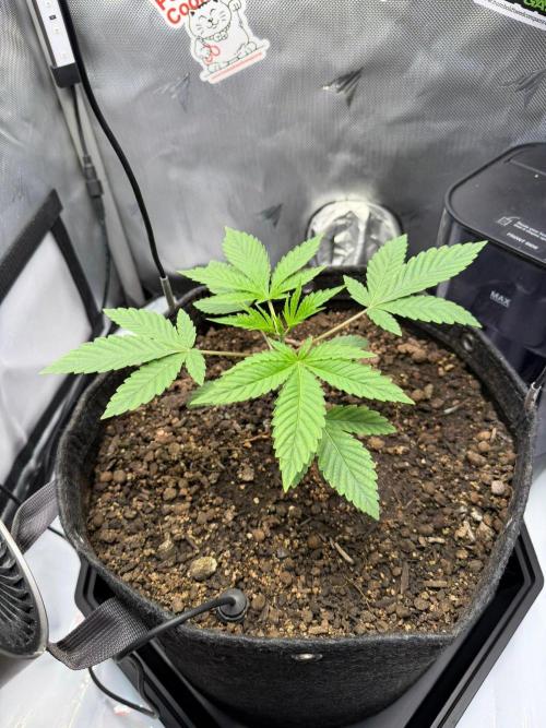 P.P.D.. Week 3